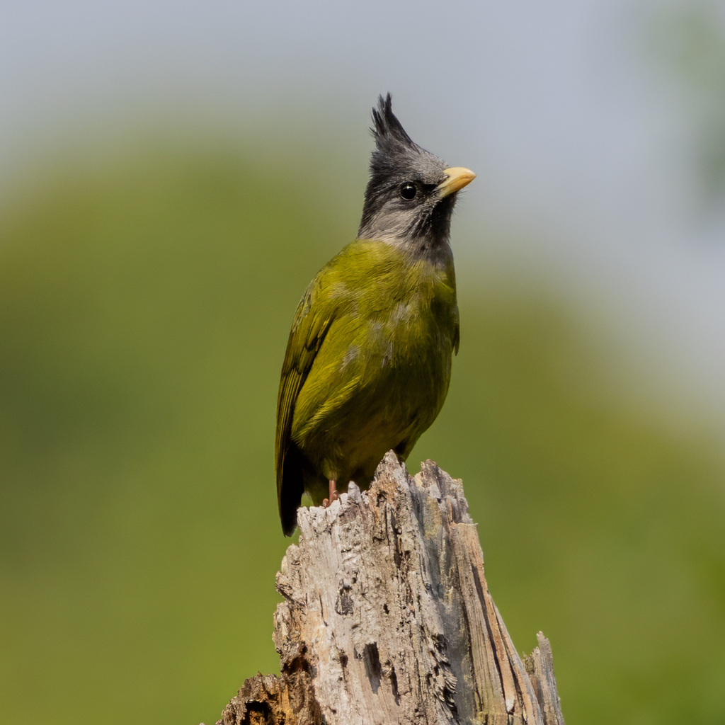 Crested Finchbill