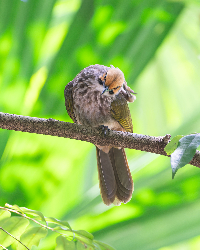 Straw-headed Bulbul