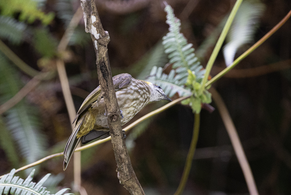 Spot-necked Bulbul
