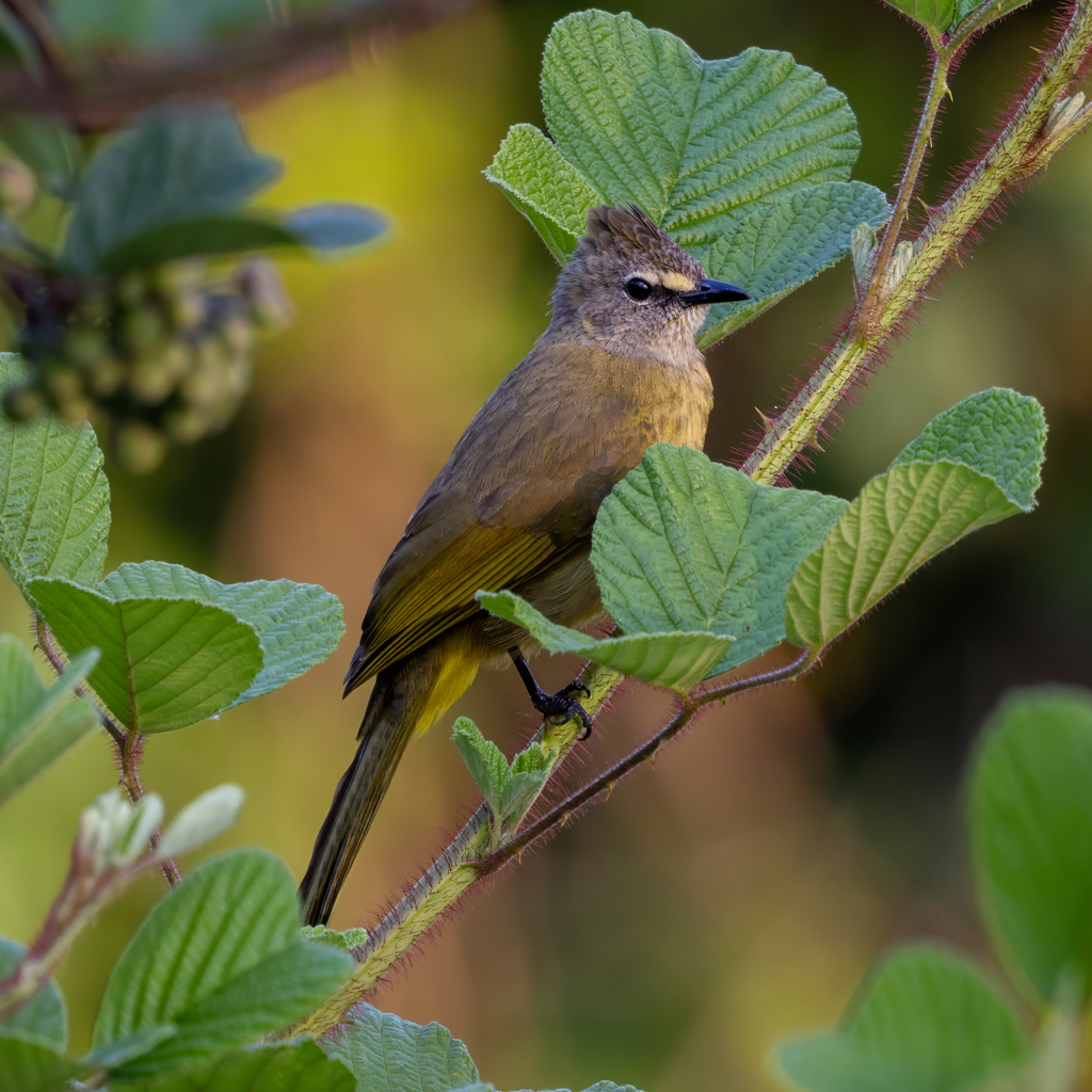 Flavescent Bulbul