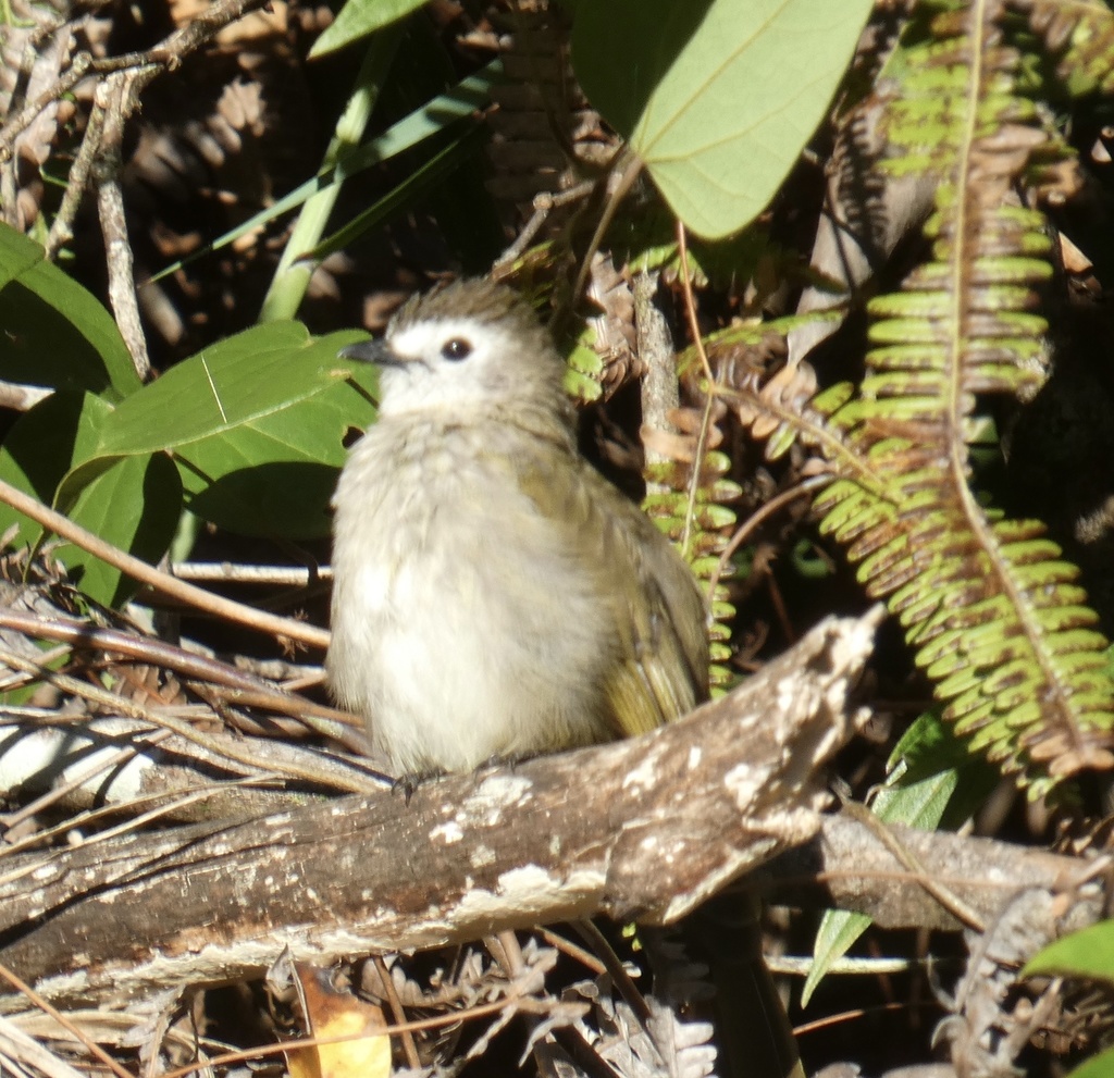 Pale-faced Bulbul
