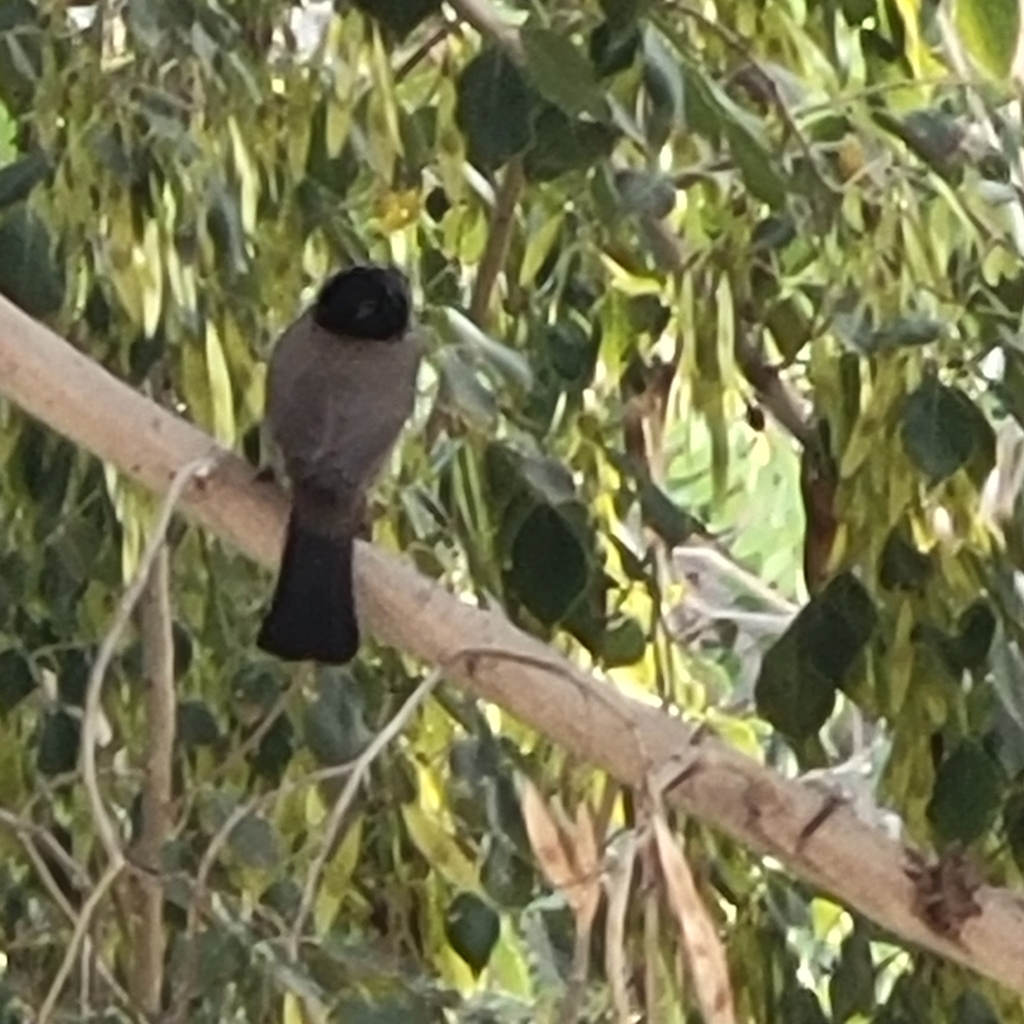 White-spectacled Bulbul