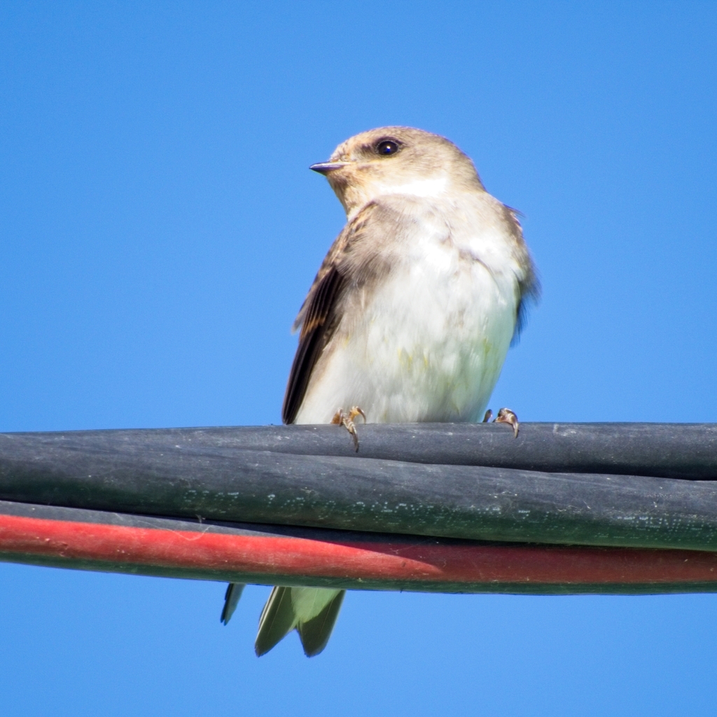 Pale Martin