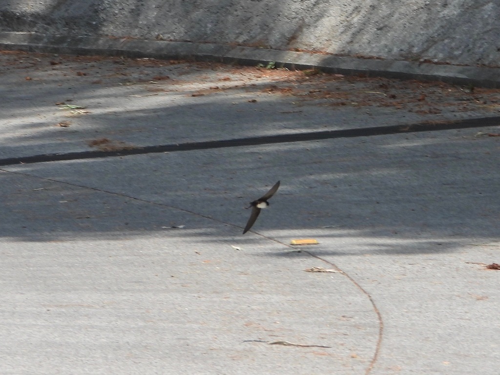 Black-capped Swallow