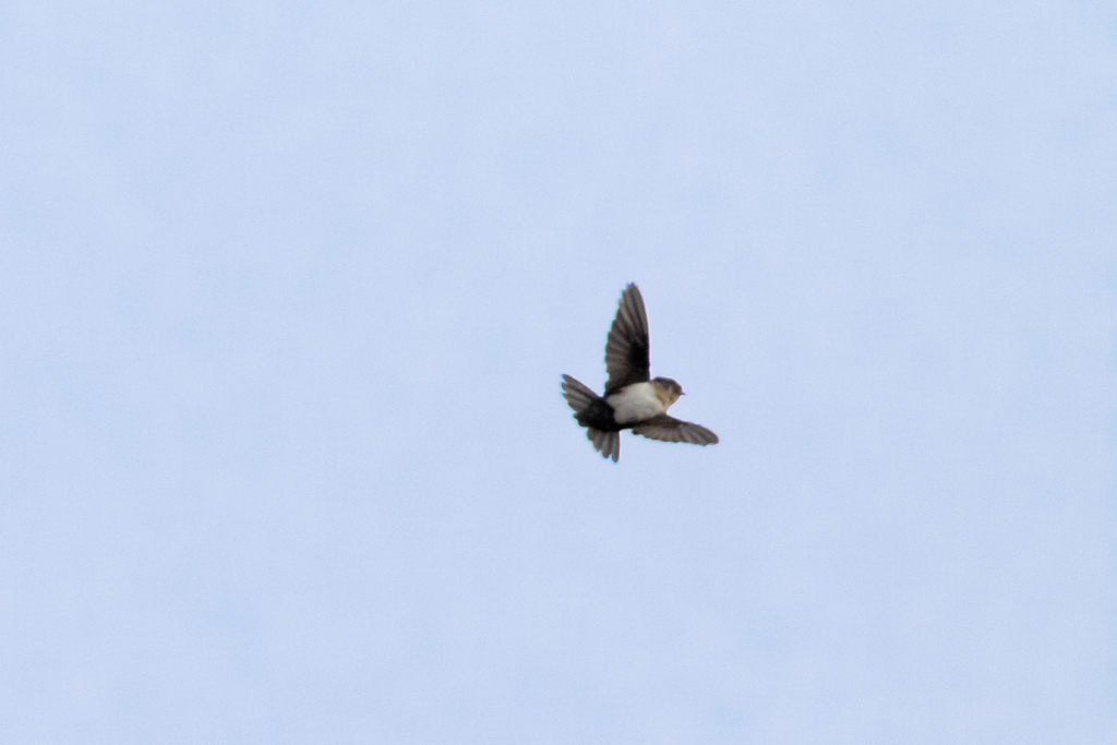 Pale-footed Swallow