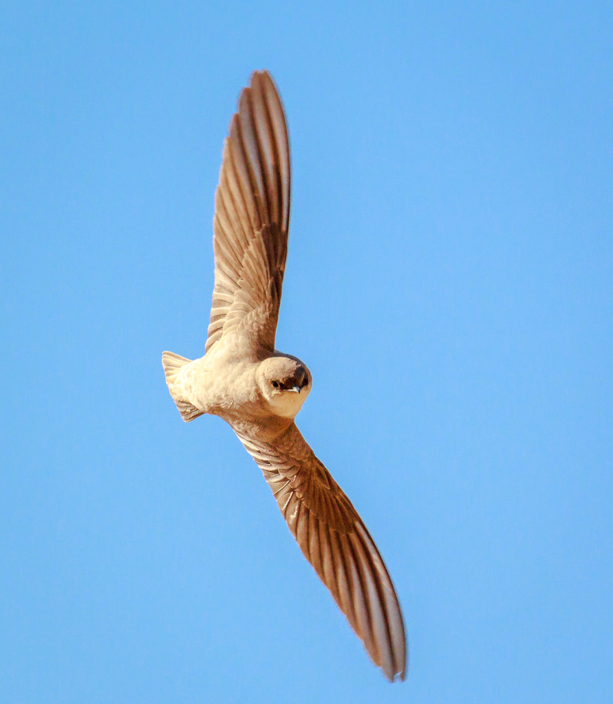 Pale Crag Martin