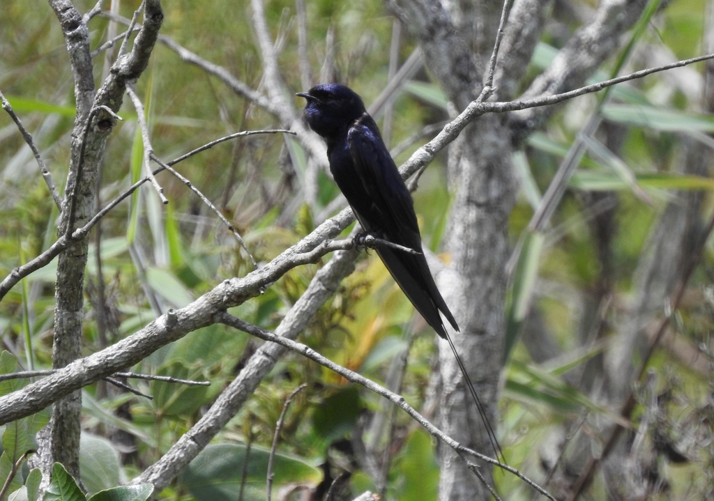 Blue Swallow