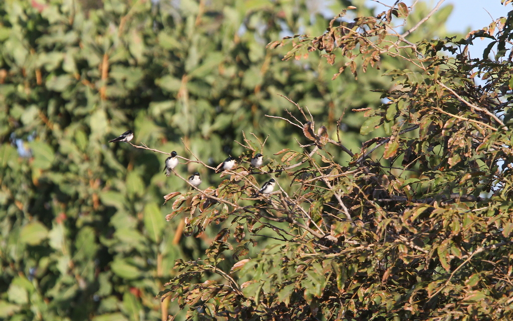 Pied-winged Swallow