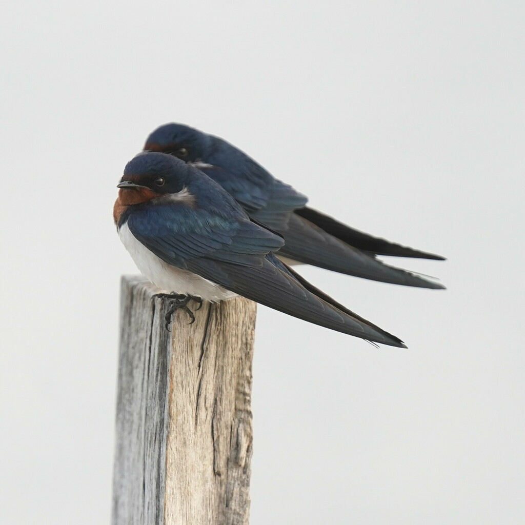 Red-chested Swallow