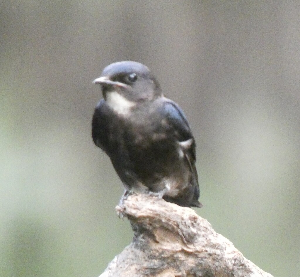 White-bibbed Swallow