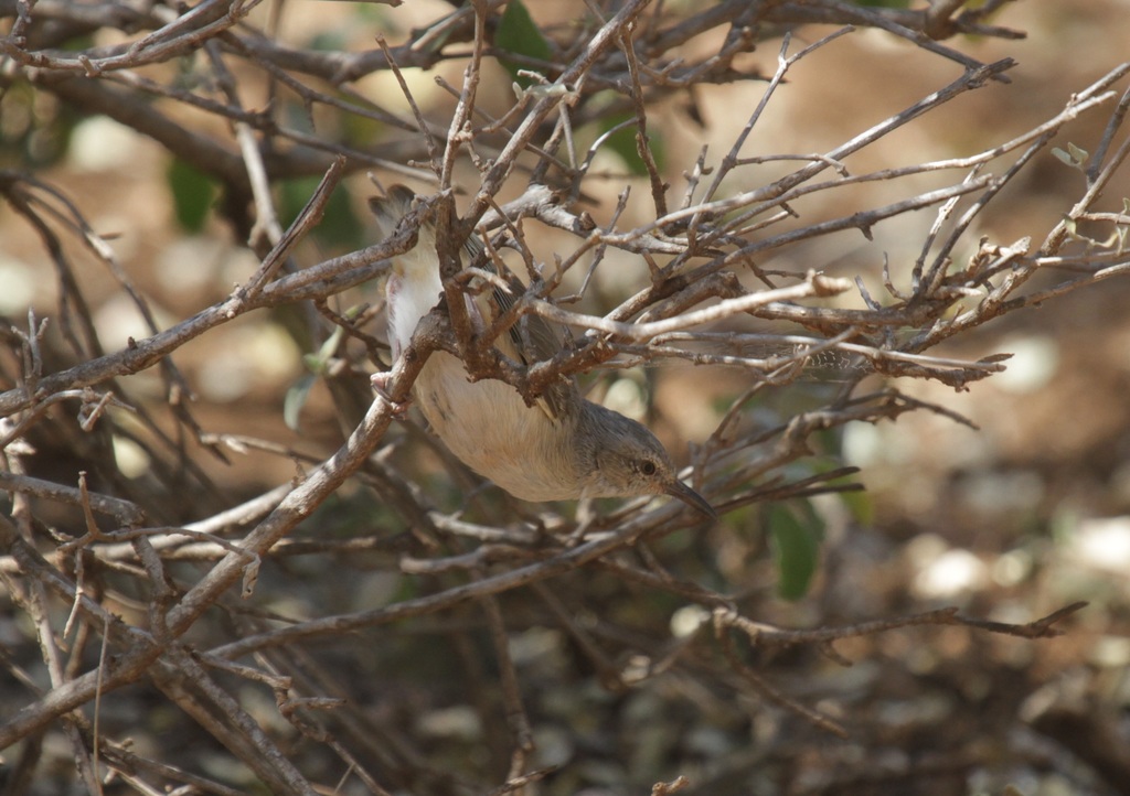 Somali Crombec