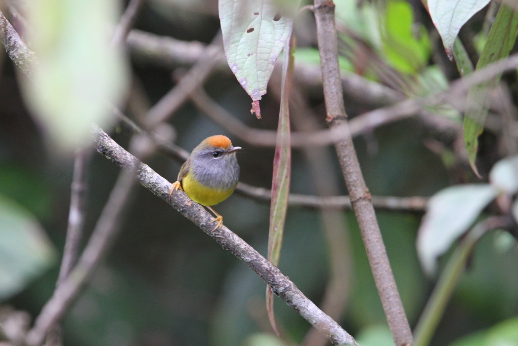 Broad-billed Warbler