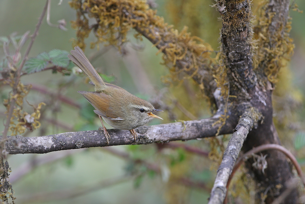 Hume’s Bush Warbler