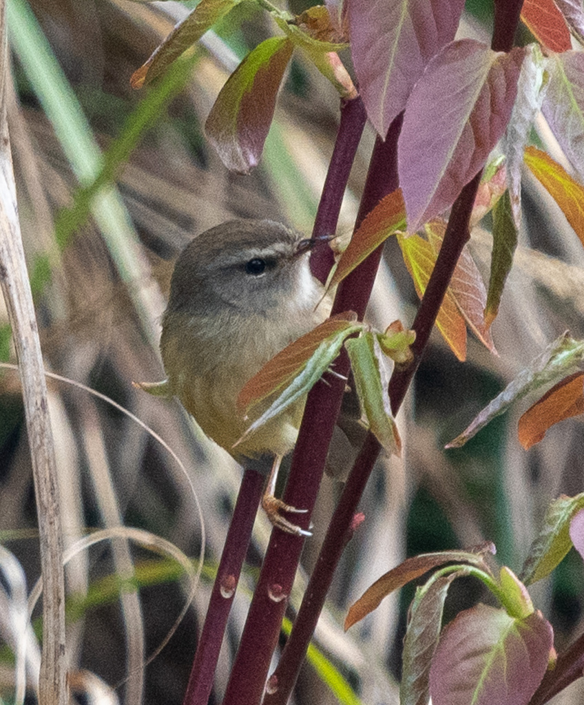 Yellow-bellied Bush Warbler