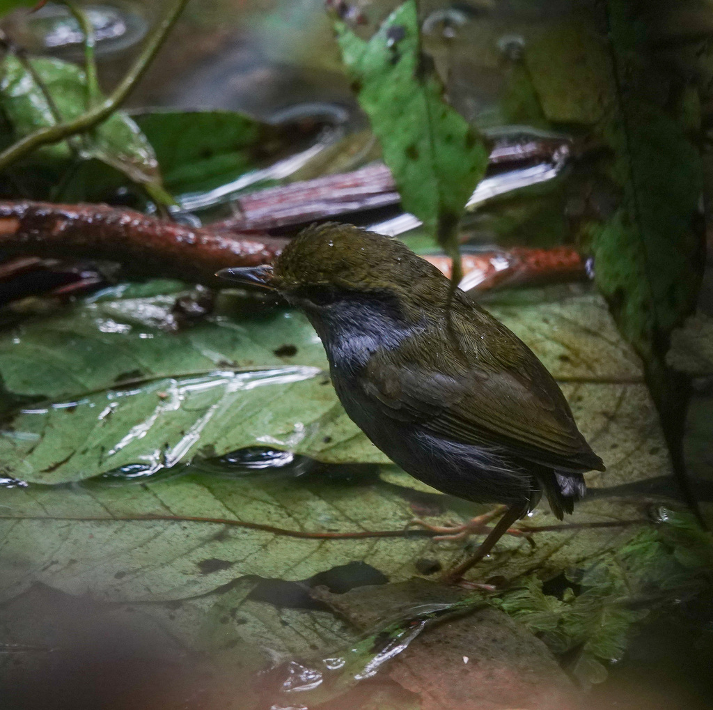 Grey-bellied Tesia