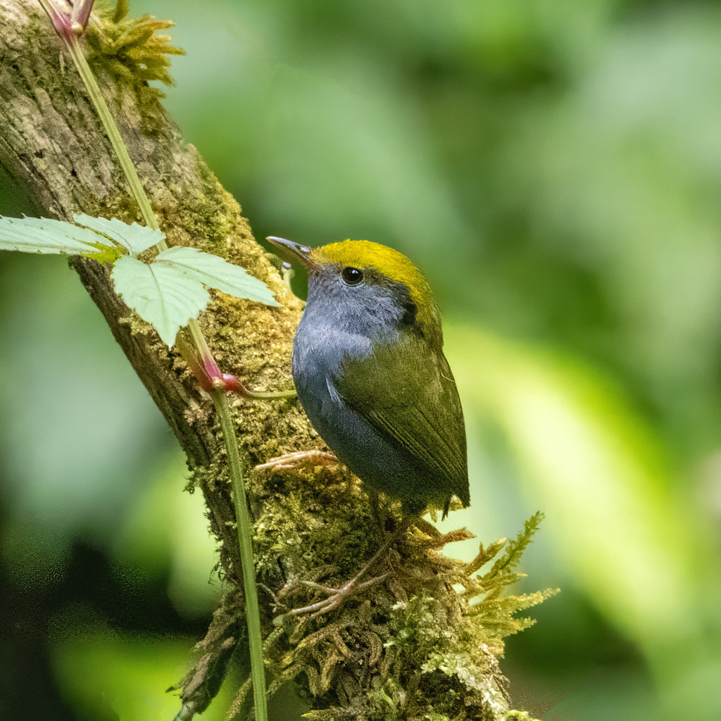 Slaty-bellied Tesia