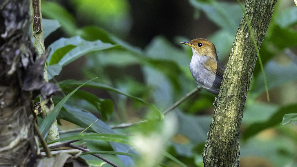 Russet-capped Tesia