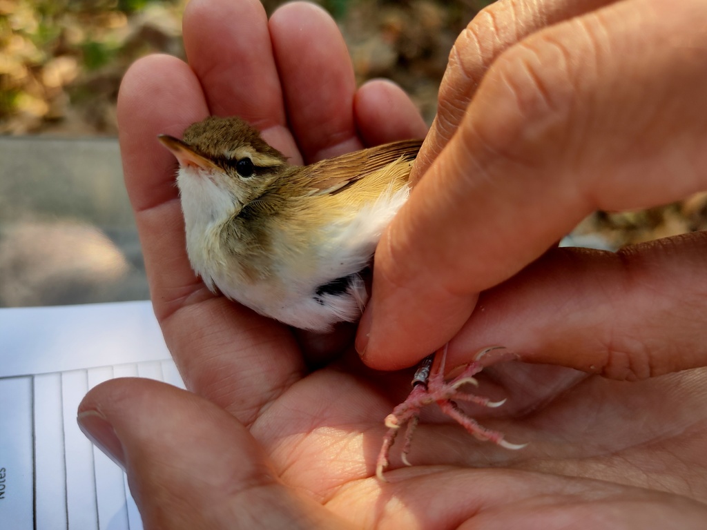 Pale-footed Bush Warbler