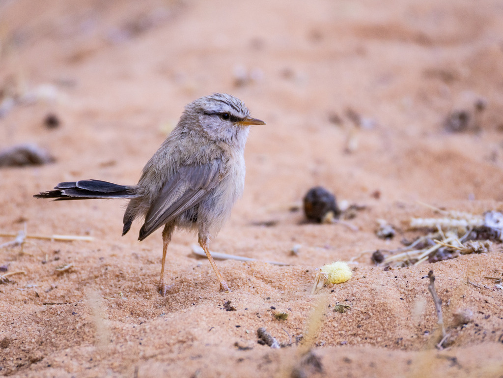 Streaked Scrub Warbler