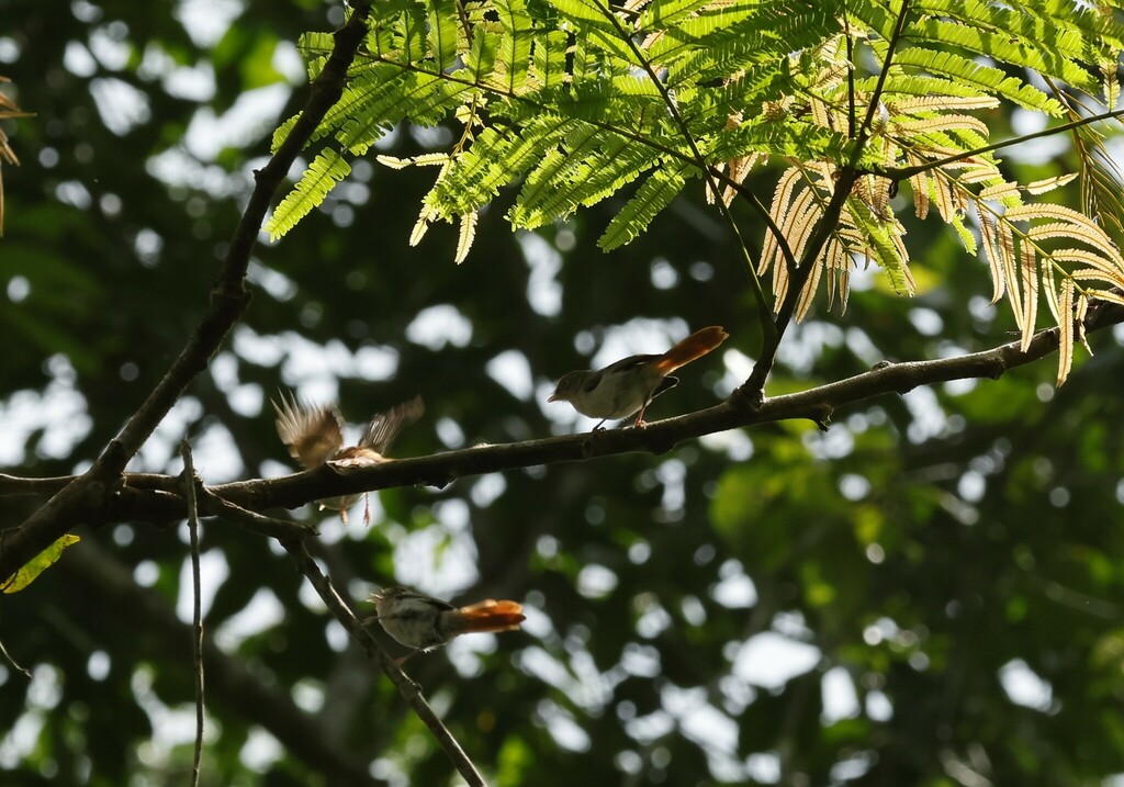 Chestnut-capped Flycatcher