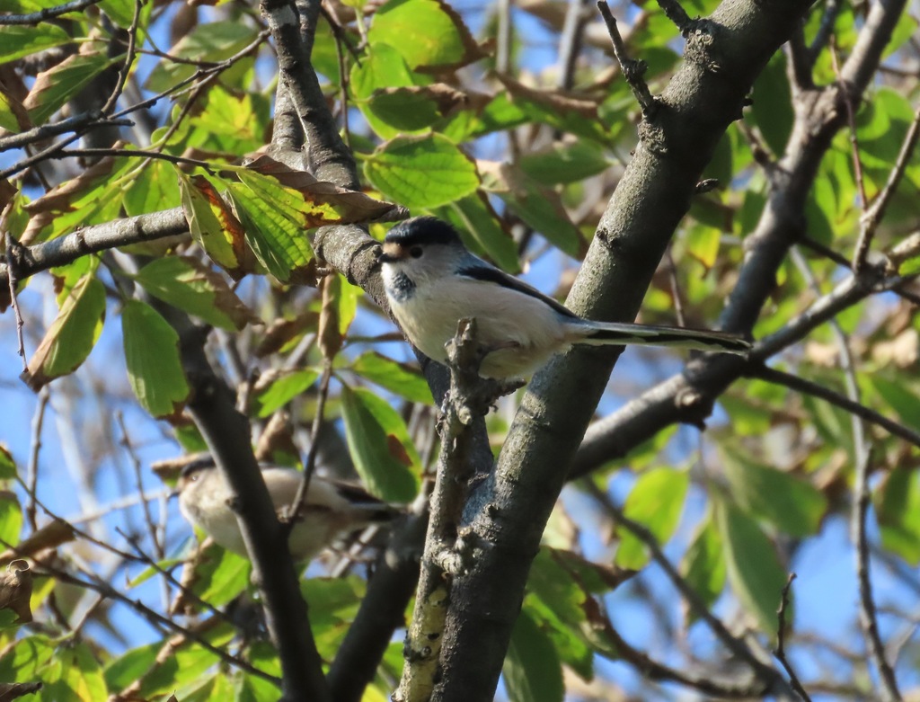 Silver-throated Bushtit