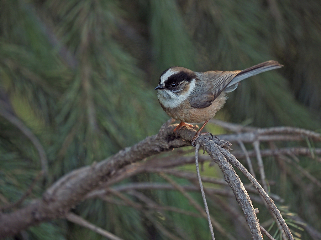 White-throated Bushtit