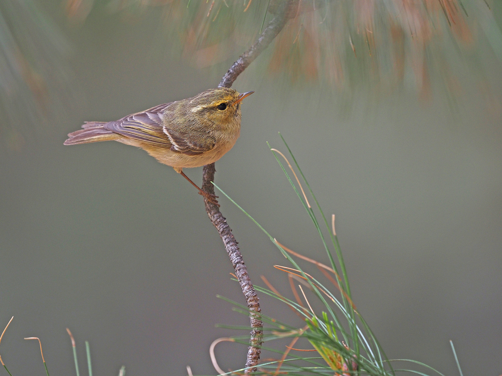 Brooks’s Leaf Warbler