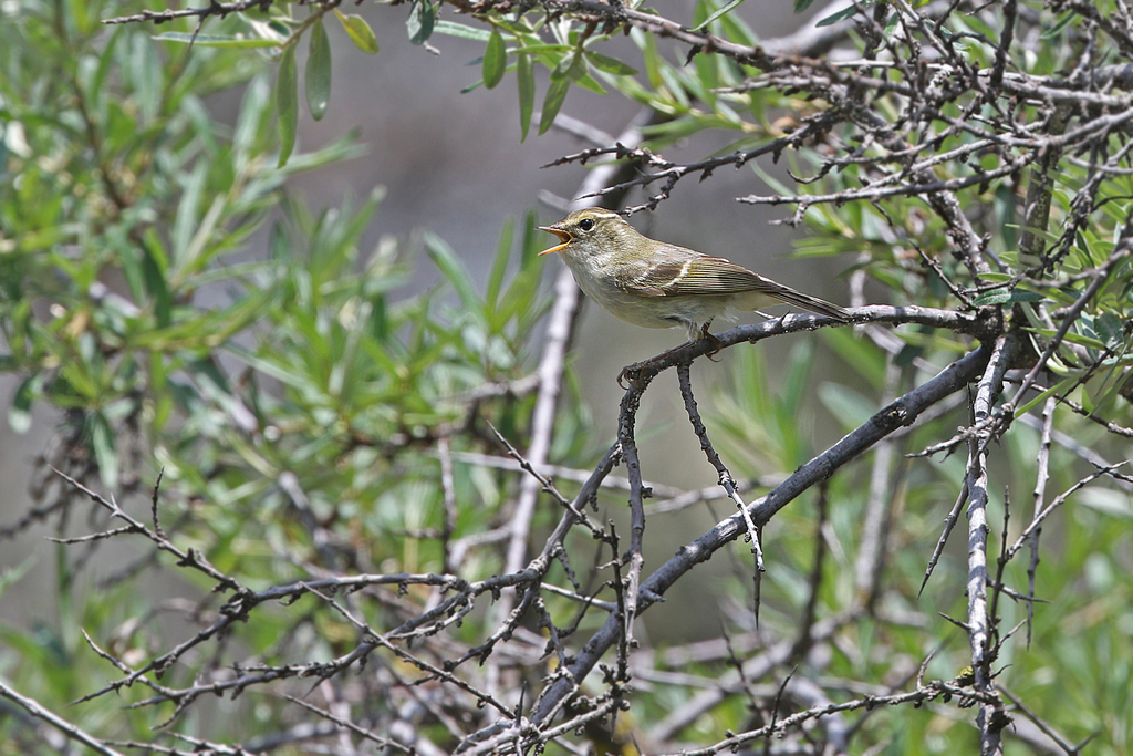 Chinese Leaf Warbler