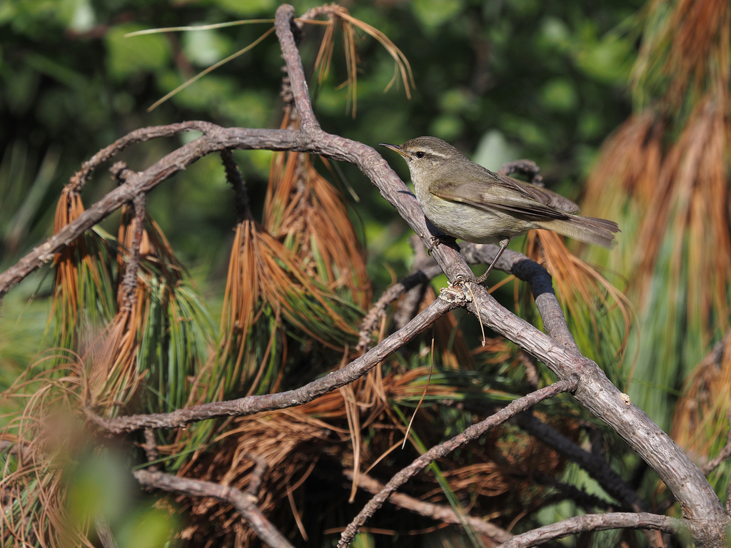 Tytler’s Leaf Warbler