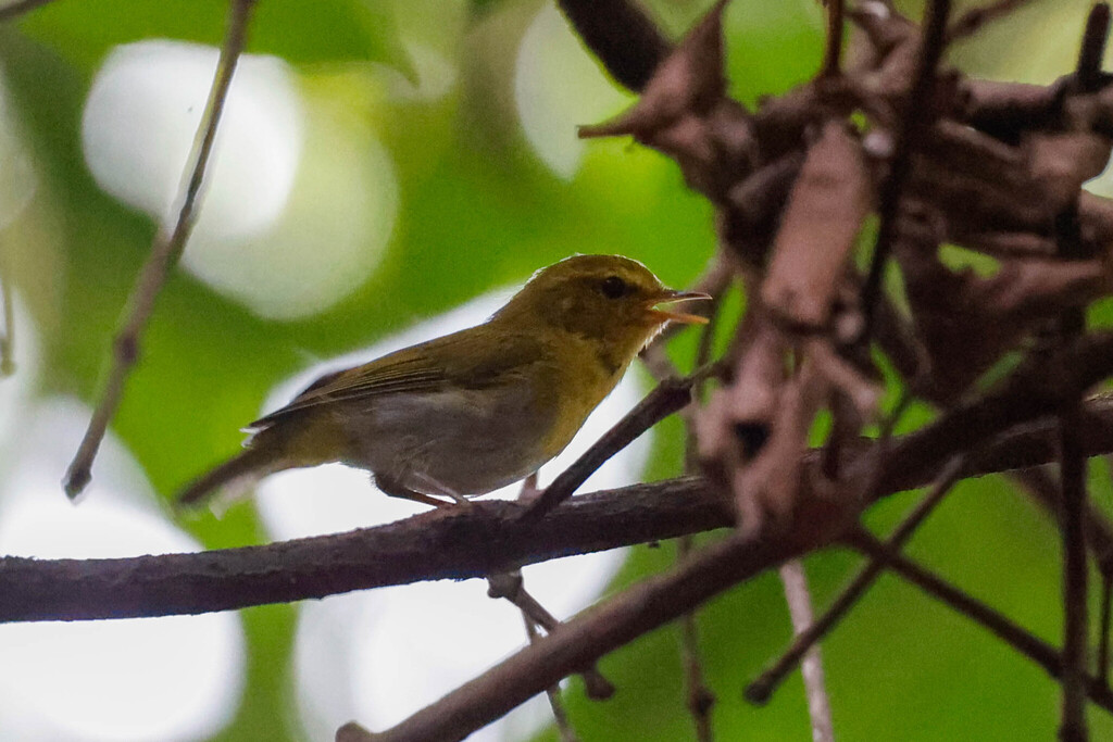 Mosquitero de Laura