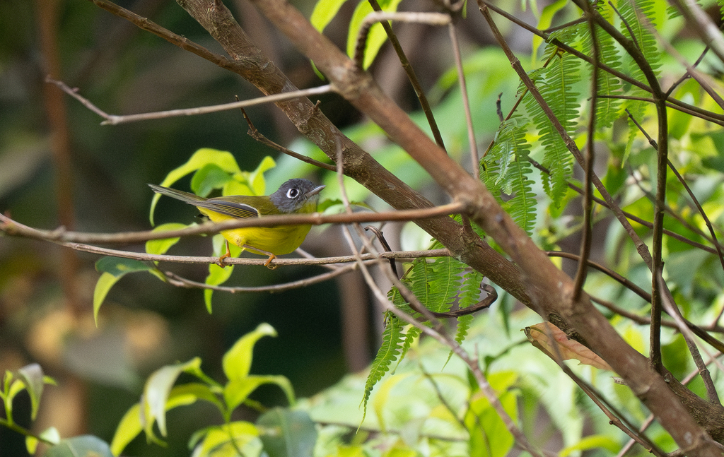 Mosquitero carigrís