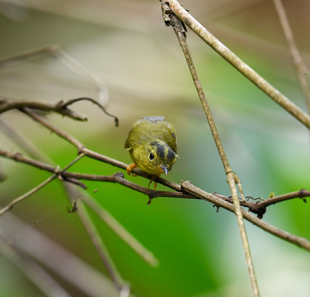 Green-crowned Warbler