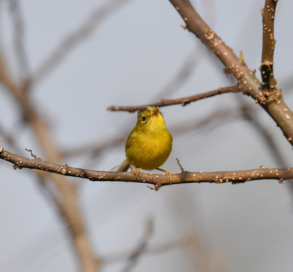 Grey-crowned Warbler