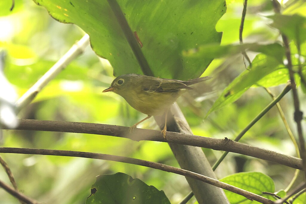 Bianchi’s Warbler