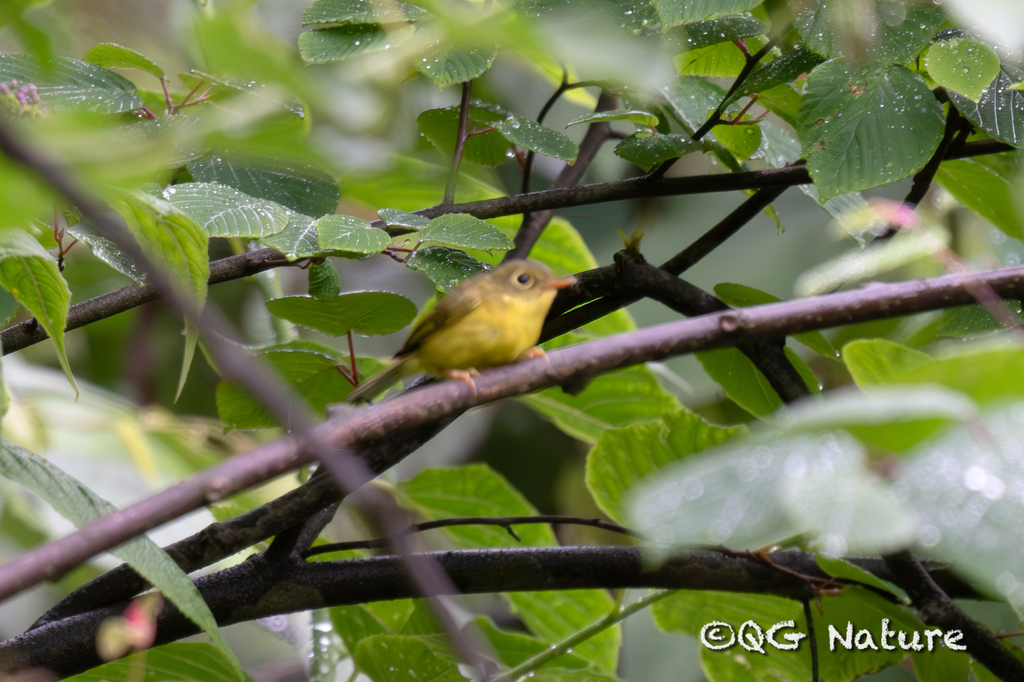 Martens’s Warbler