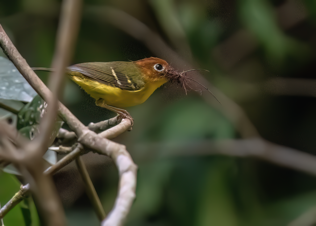 Yellow-breasted Warbler