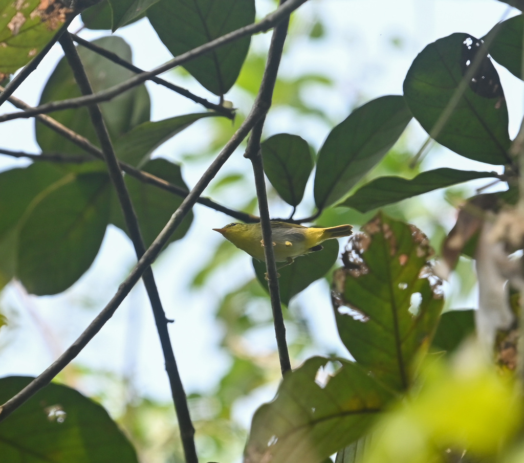 Yellow-vented Warbler