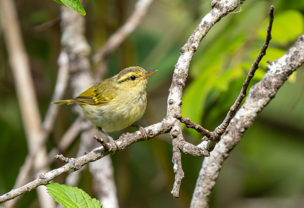 Kloss’s Leaf Warbler