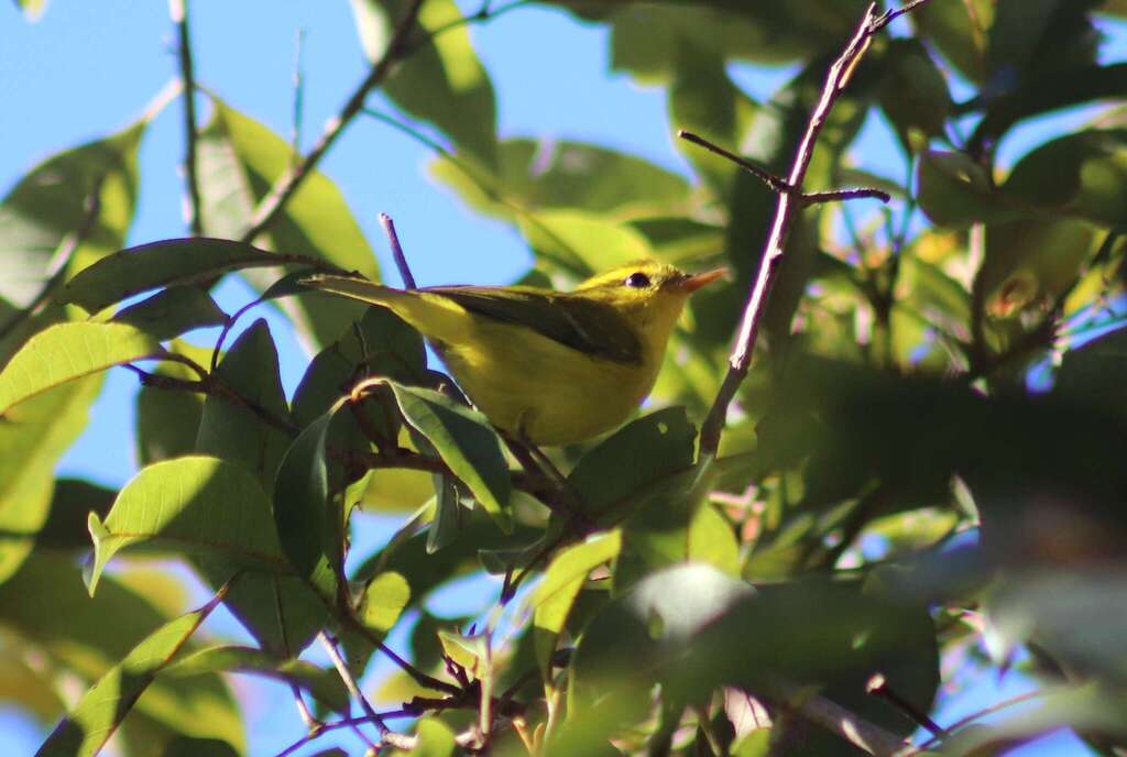 Hainan Leaf Warbler