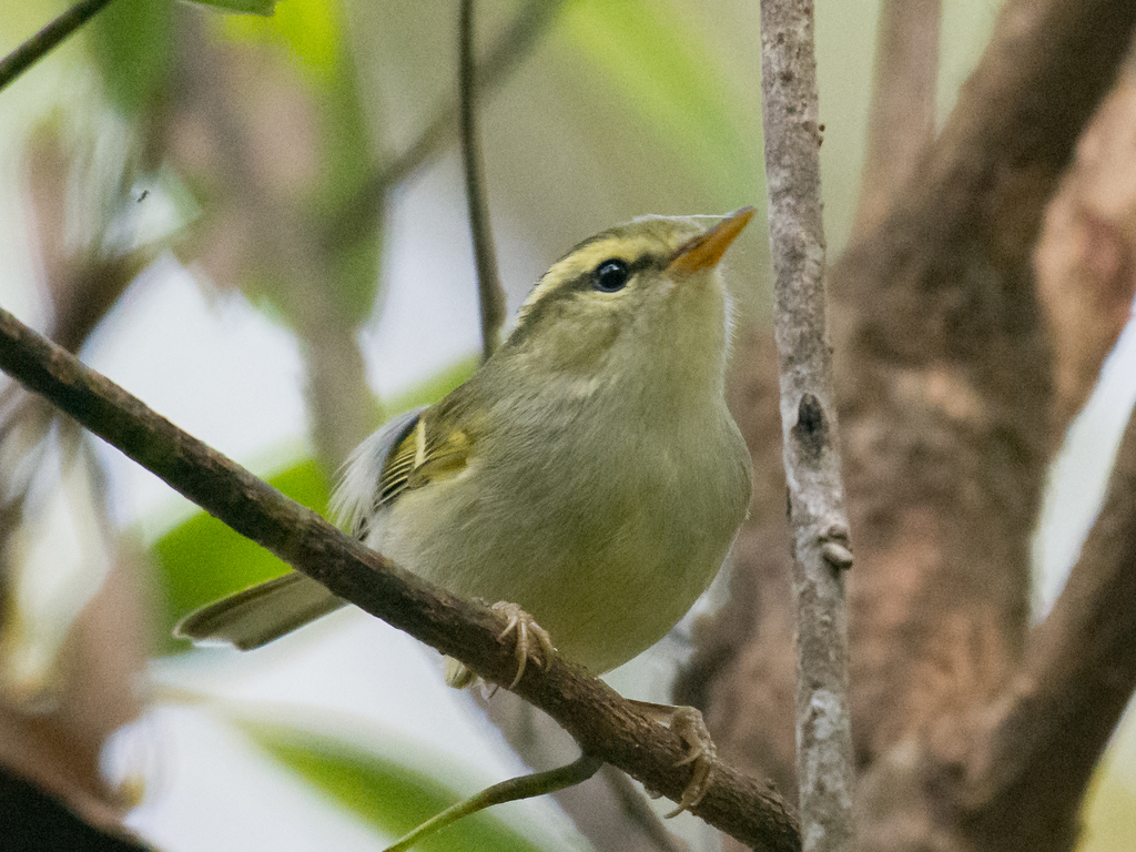 Davison’s Leaf Warbler