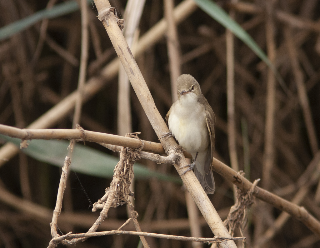 Basra Reed Warbler