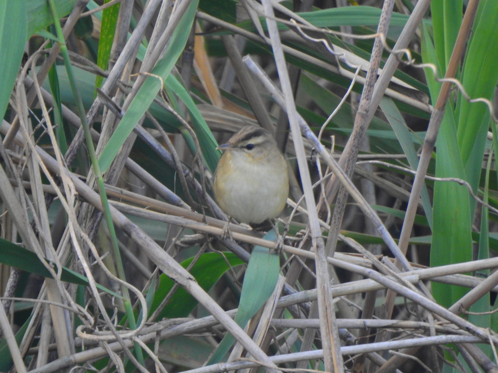 Black-browed Reed Warbler