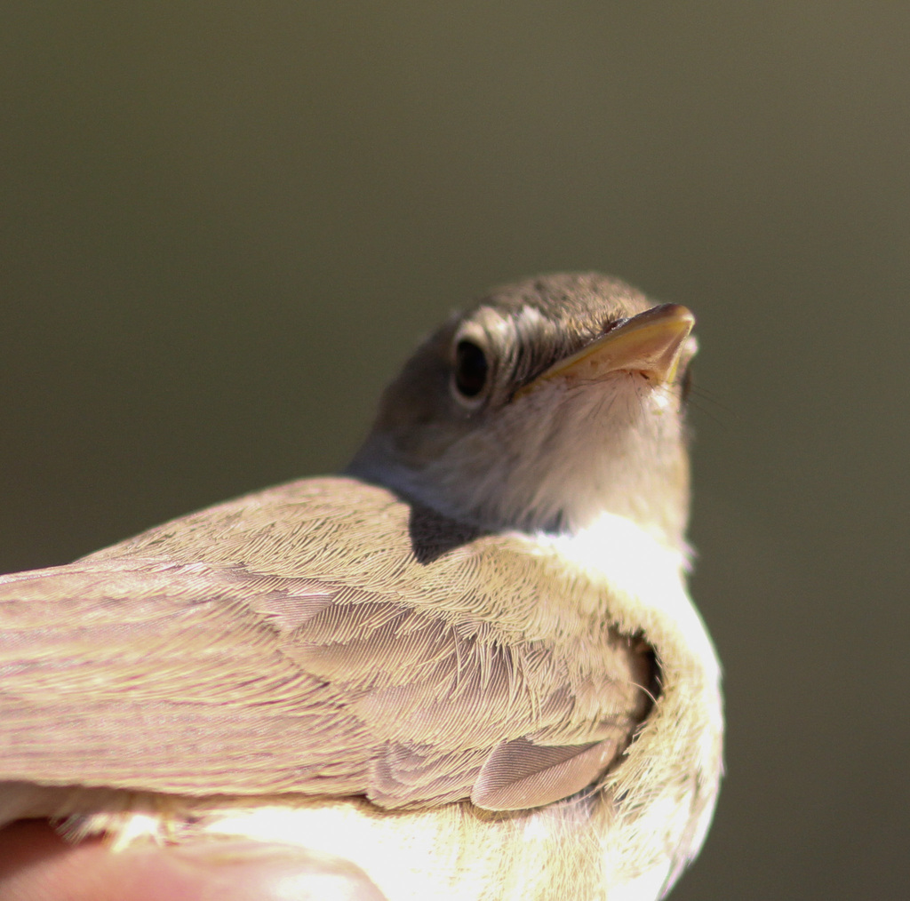 Western Olivaceous Warbler
