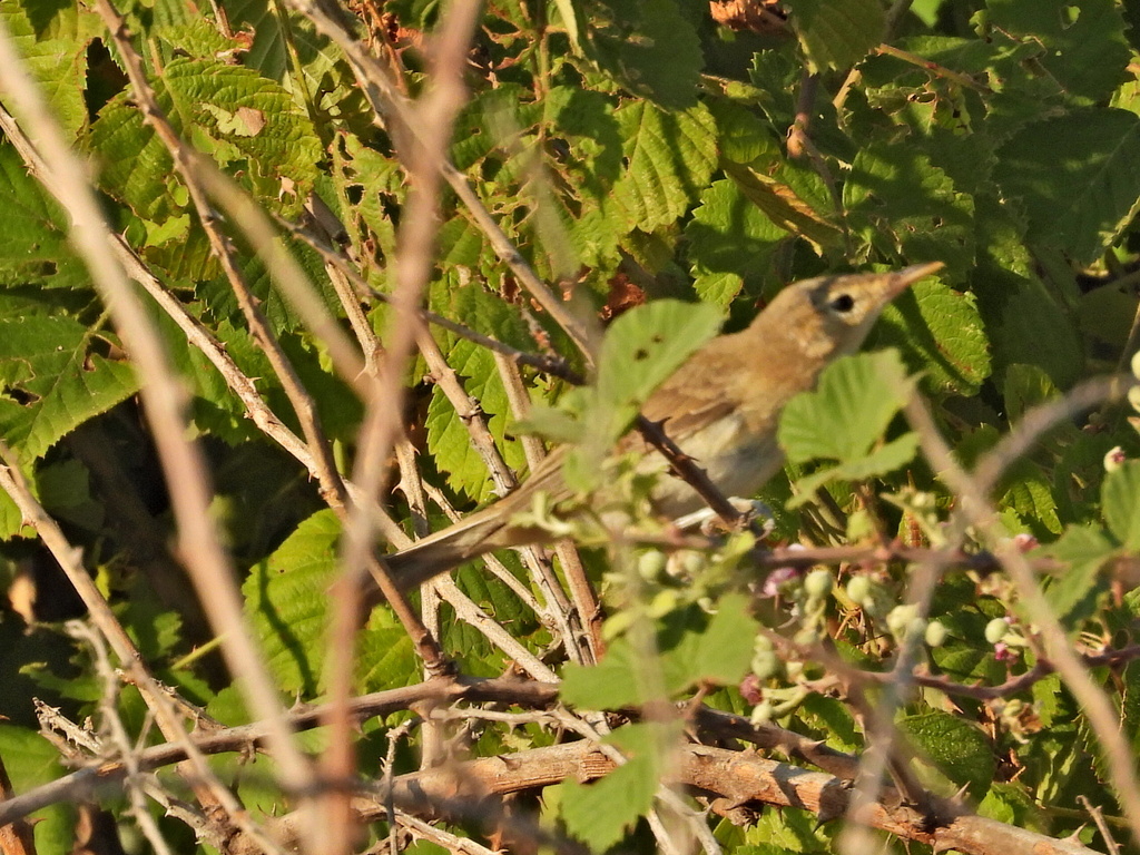 Olive-tree Warbler