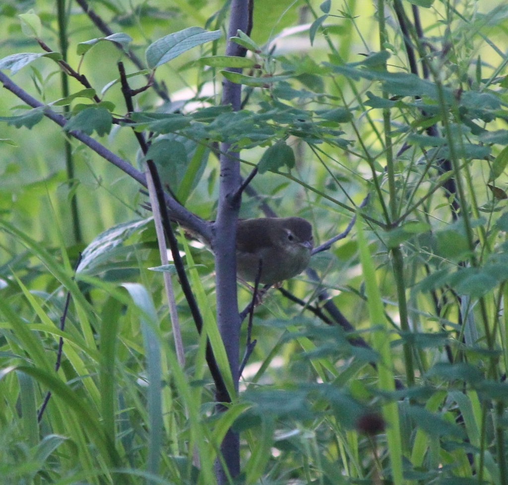 Gray’s Grasshopper Warbler