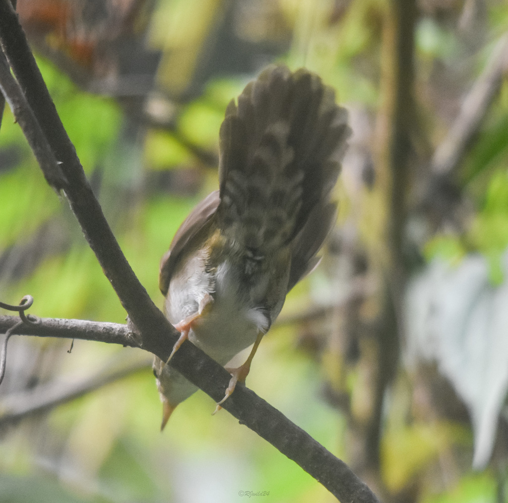 Baikal Bush Warbler
