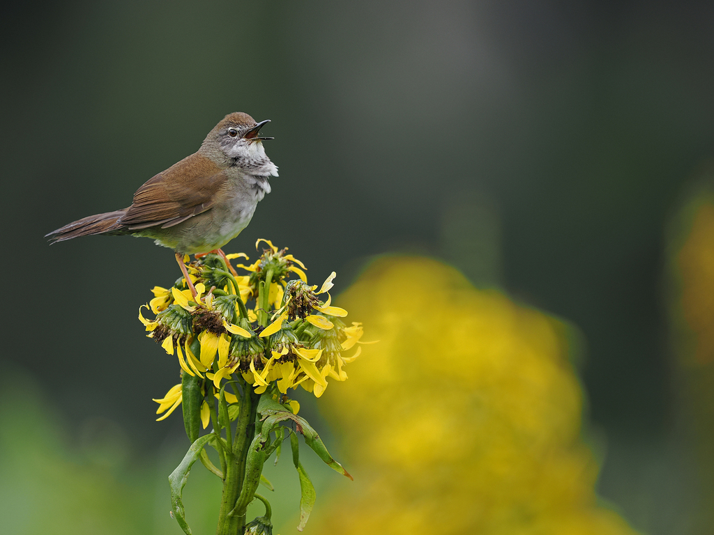 West Himalayan Bush Warbler