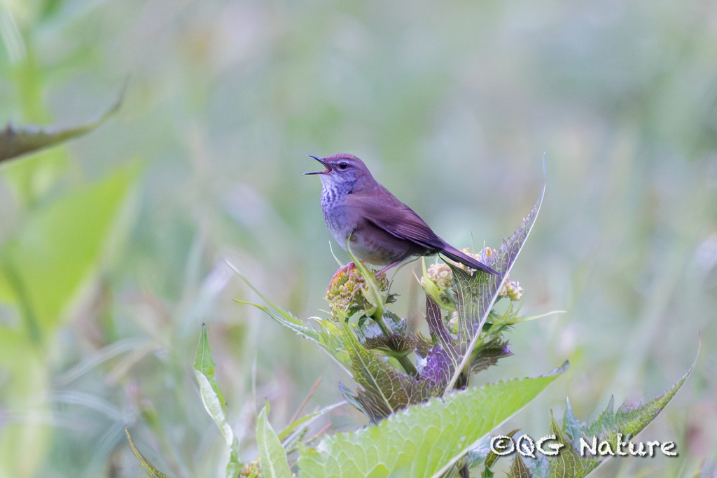 Spotted Bush Warbler