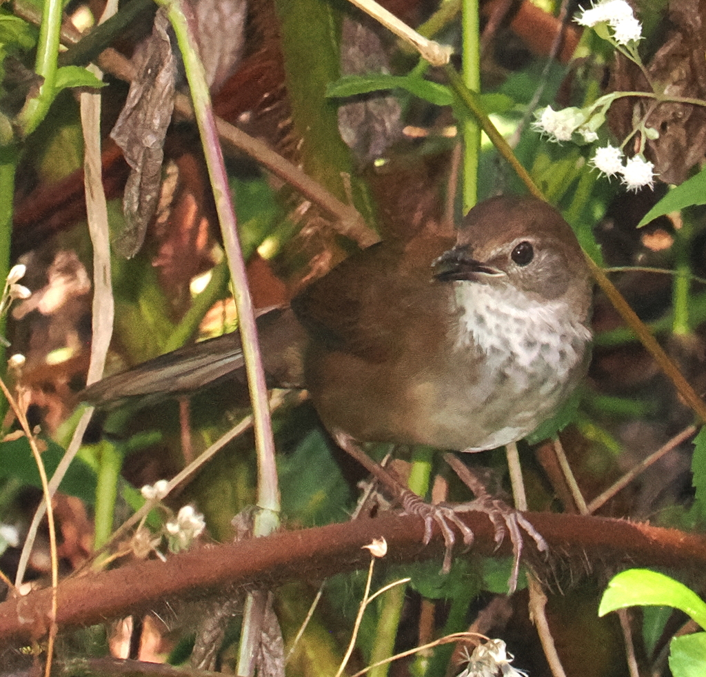 Javan Bush Warbler