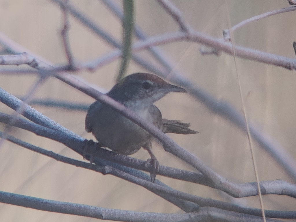 Spinifexbird